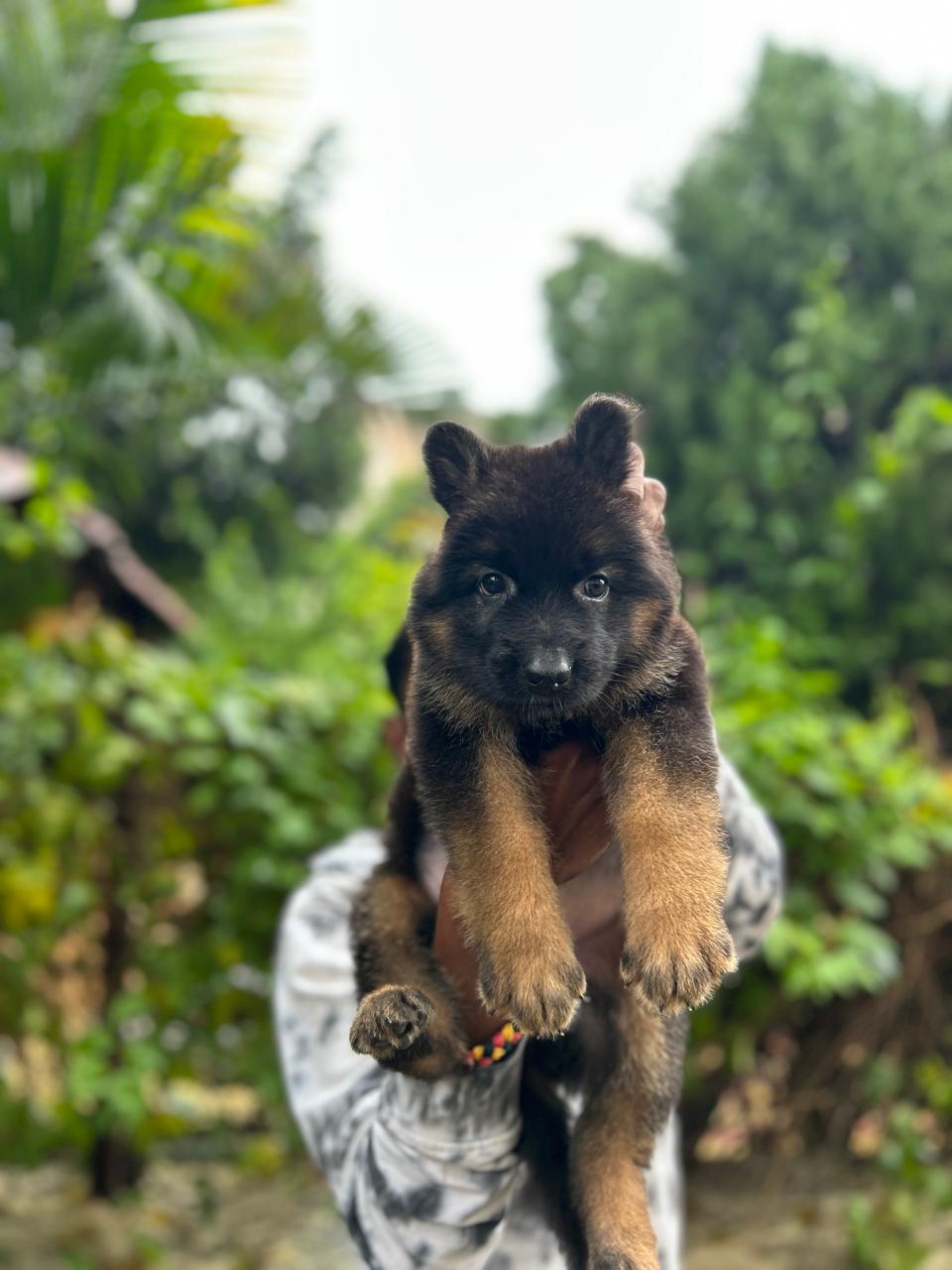 German Shepherd
